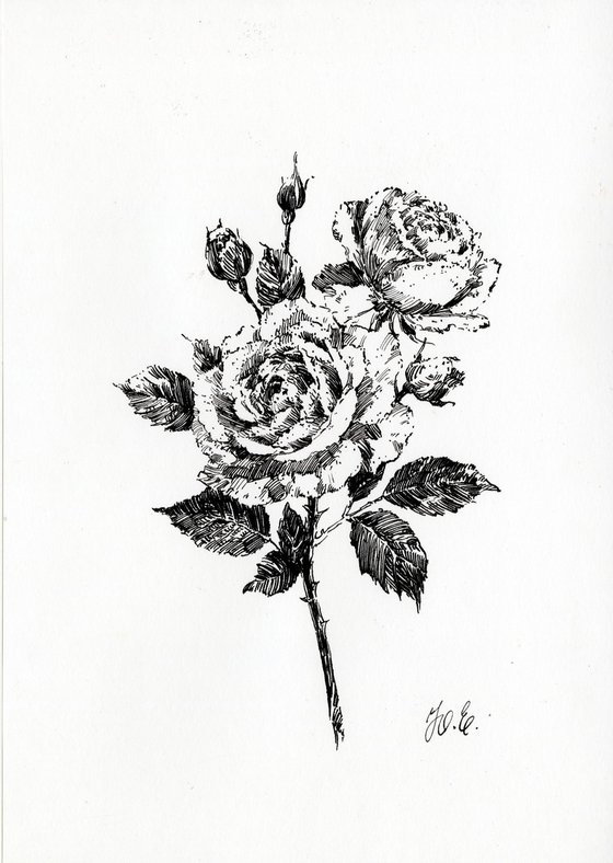 Novalis roses