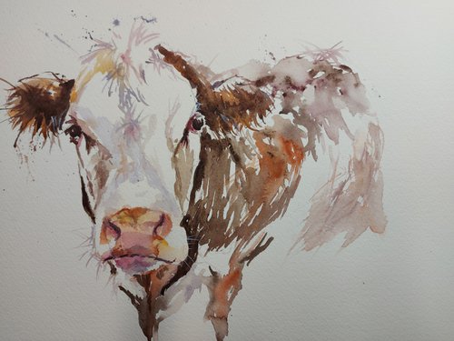 Hereford cow by Sue  Green