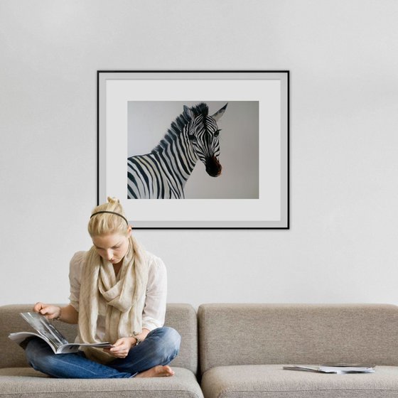 Zebra baby on huge canvas