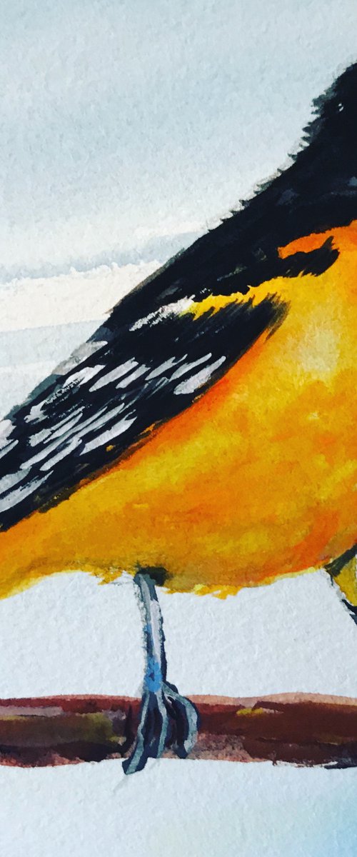Baltimore Oriole by Carolyn Shoemaker (Soma)