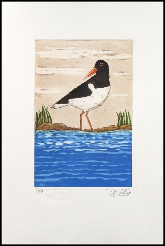 Oystercatcher