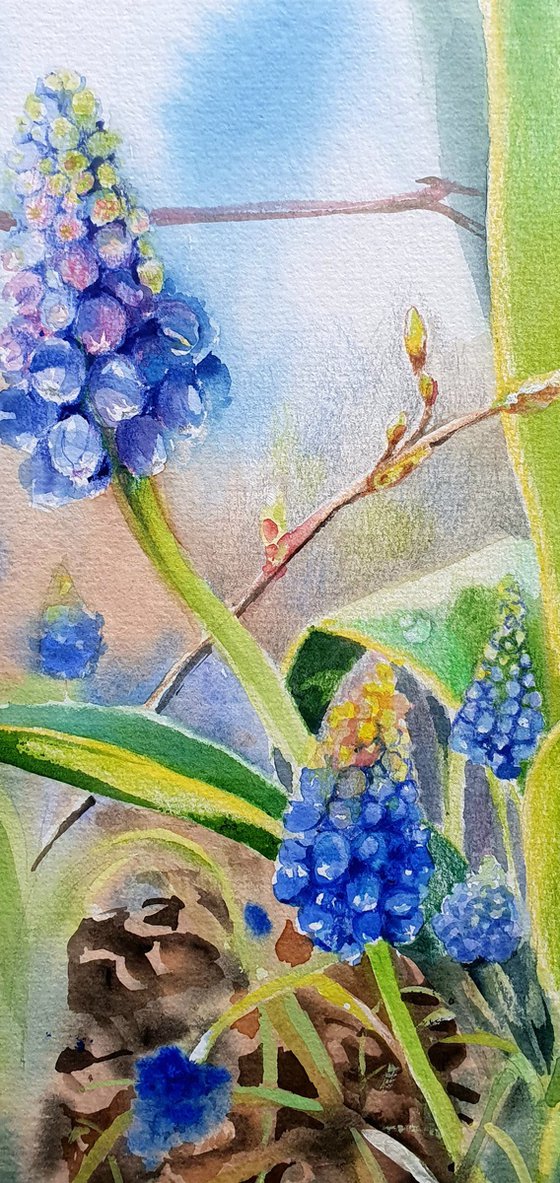 Spring Awakening Blue Muscari in Watercolor