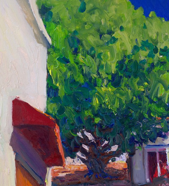 Big tree in the Old Backyard
