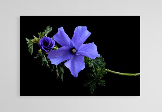 Lilac Hibiscus Flower