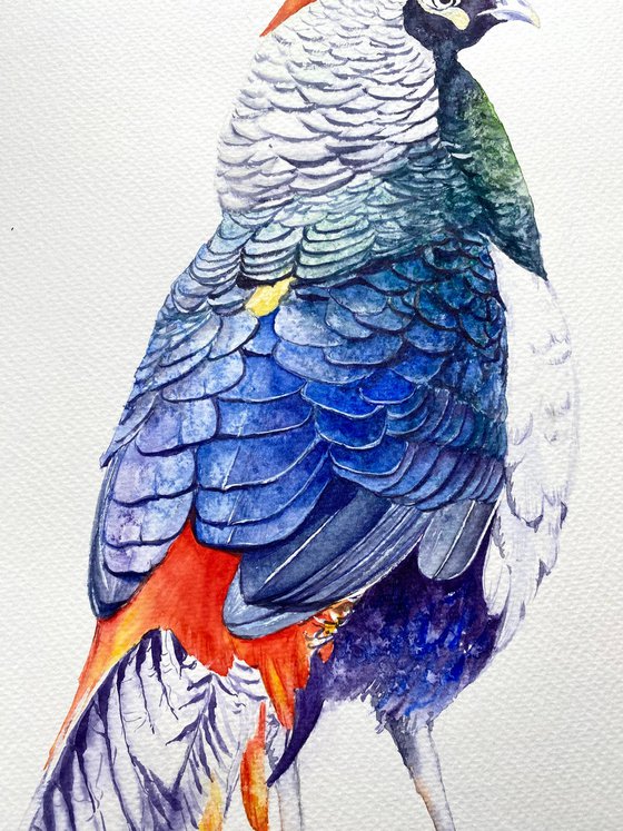 Set of three pheasant