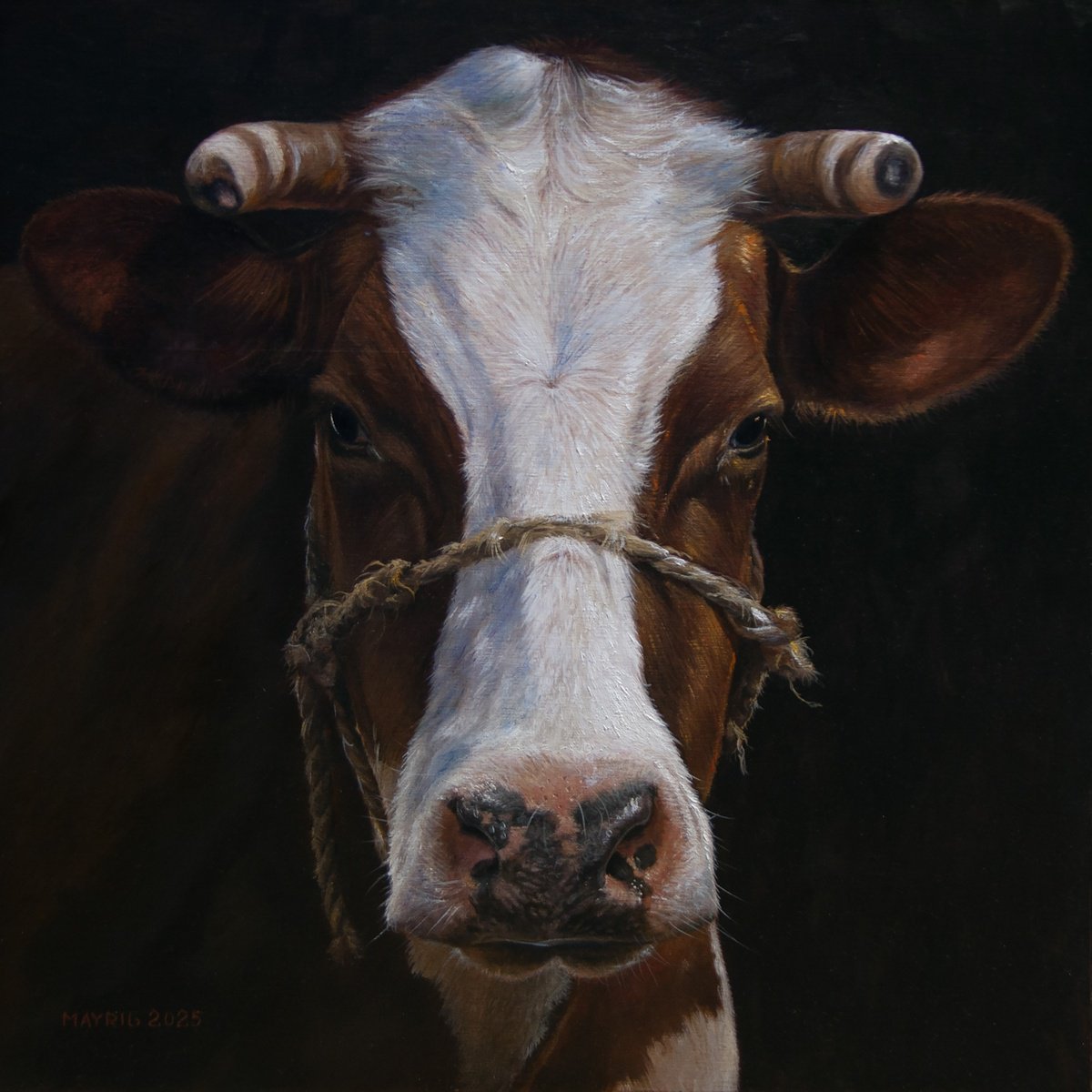 Photorealistic Oil Painting , Elsie By Mayrig Simonjan, 16 X 16, Artwork For Sale On Artfinder