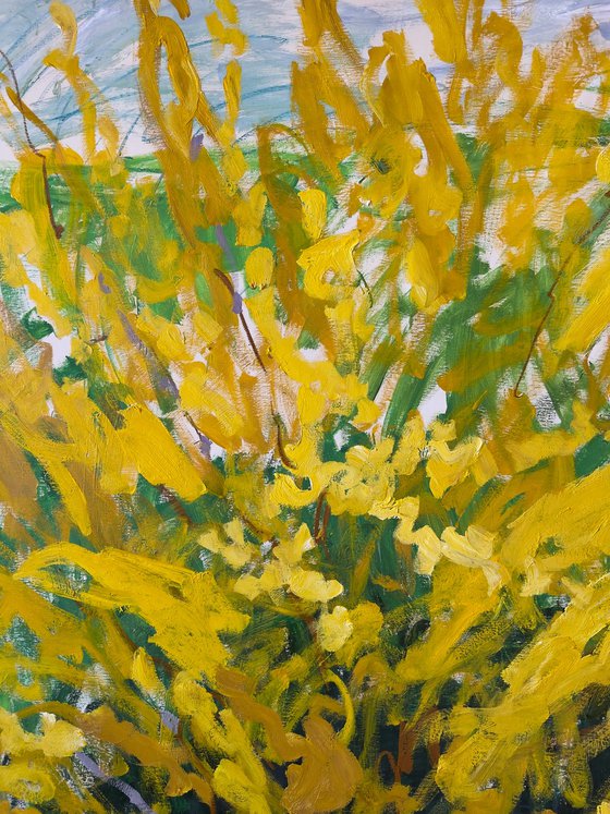 Forsythia in my garden.