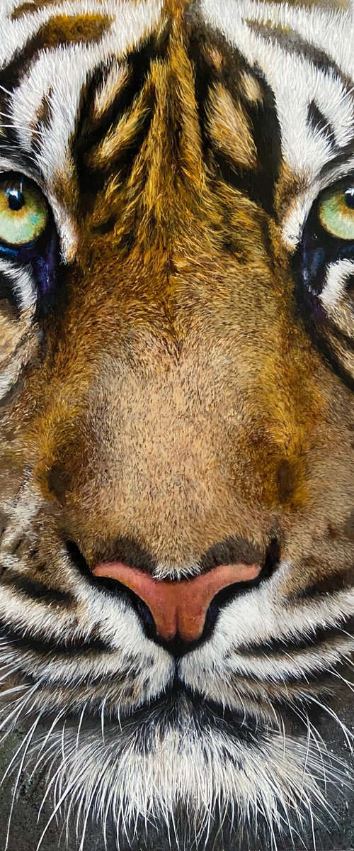 Tiger Eye by Paul Hardern