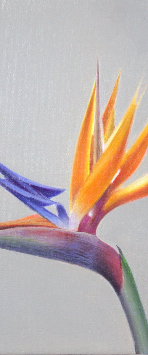 Bird of Paradise II by Carlos Bruscianelli