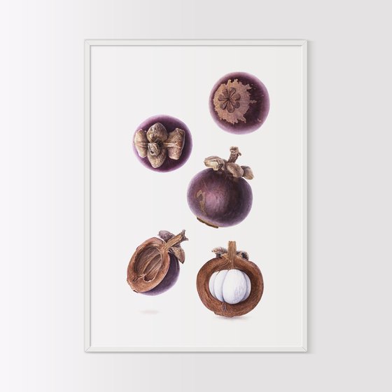 Falling Mangosteen Fruits