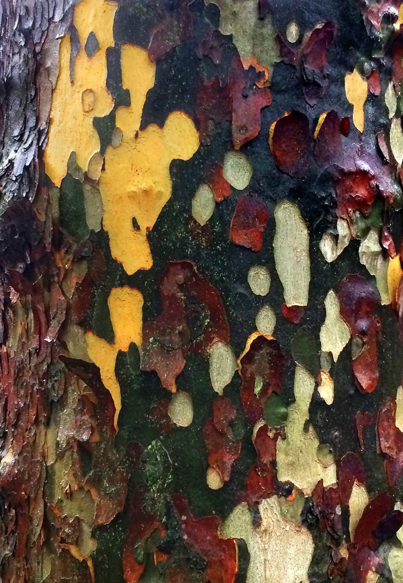 Tree Bark by Vincent Abbey