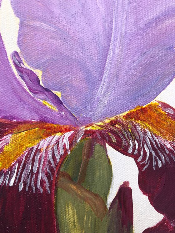 Iris flower spring, garden, botanical
