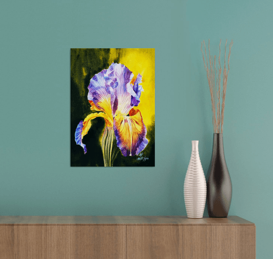 Iris