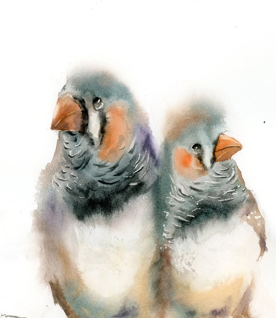 Pair of zebra finches