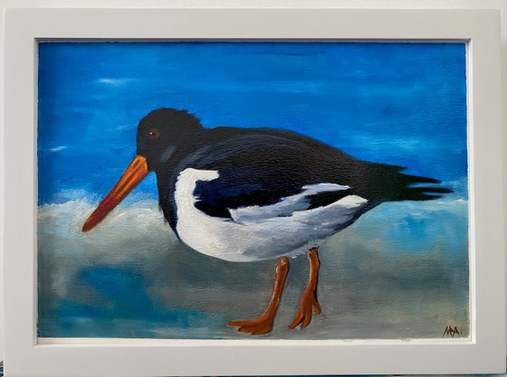 Oystercatcher