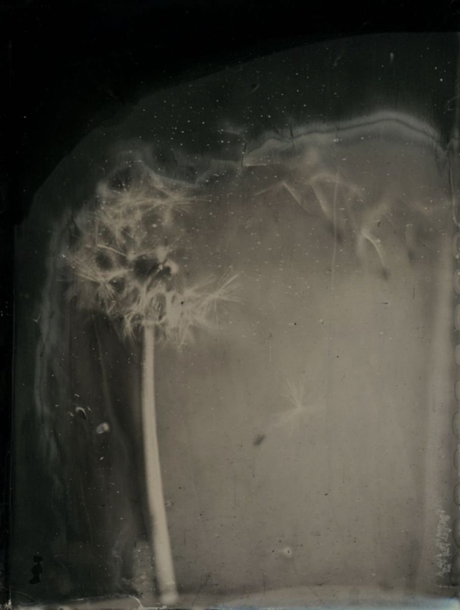 Photorealistic Botanical Photograph By Nicolas Laborie, 8 X 10", Wishes, Original Artwork