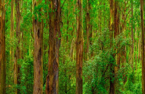 Dandenong Ranges by Nick Psomiadis