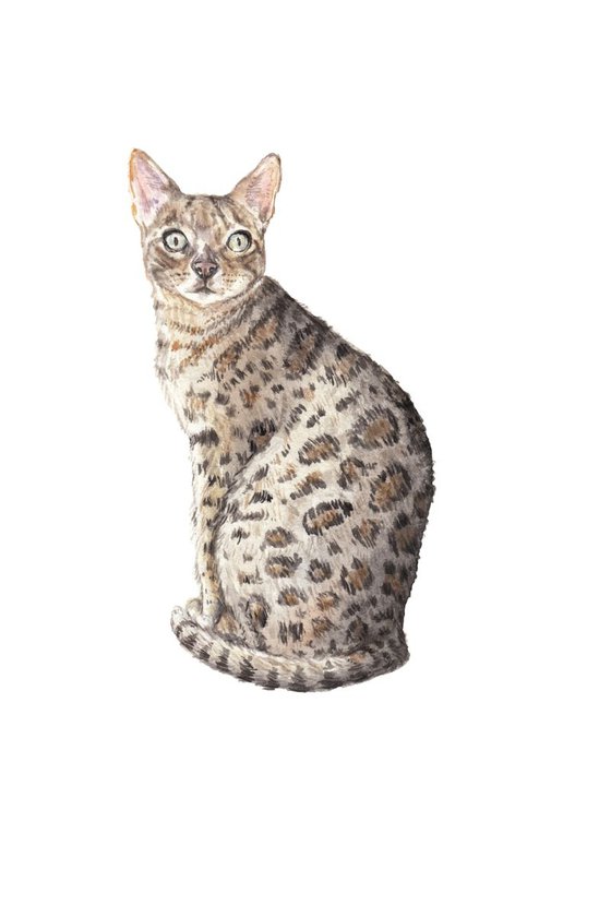Bengal Cat Original Watercolor