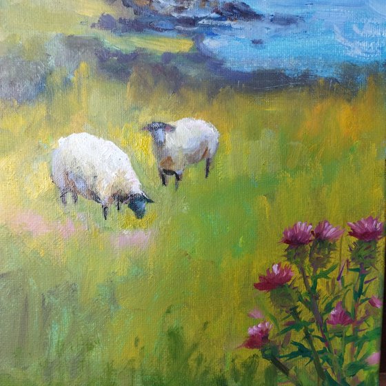 Scottish landscape, sheep on pasture