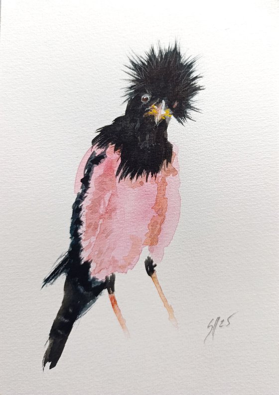 Rosy Starling V