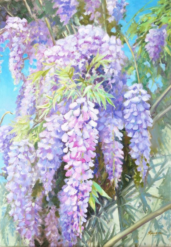 Wisteria