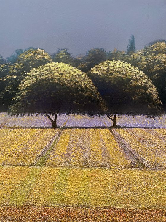 Lavender Fields 1