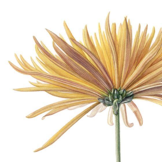 Yellow Chrysanthemum