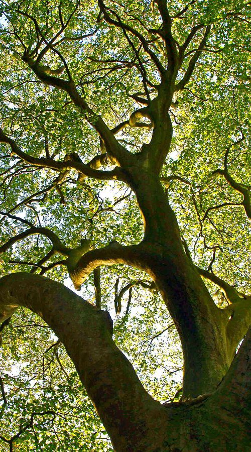 Beech Tree Canopy 2 by Alex Cassels
