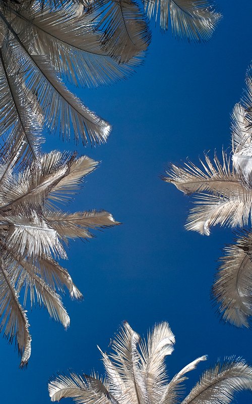 Palm Trees and Sky, Palomino. by Ed Watts