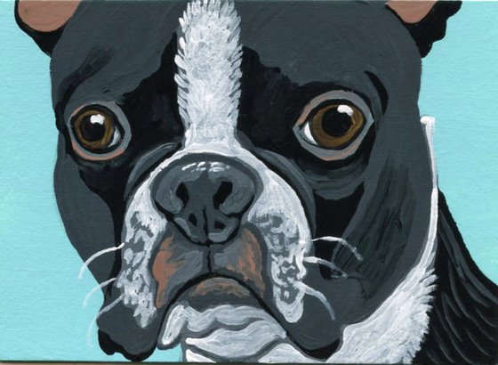 Boston Terrier