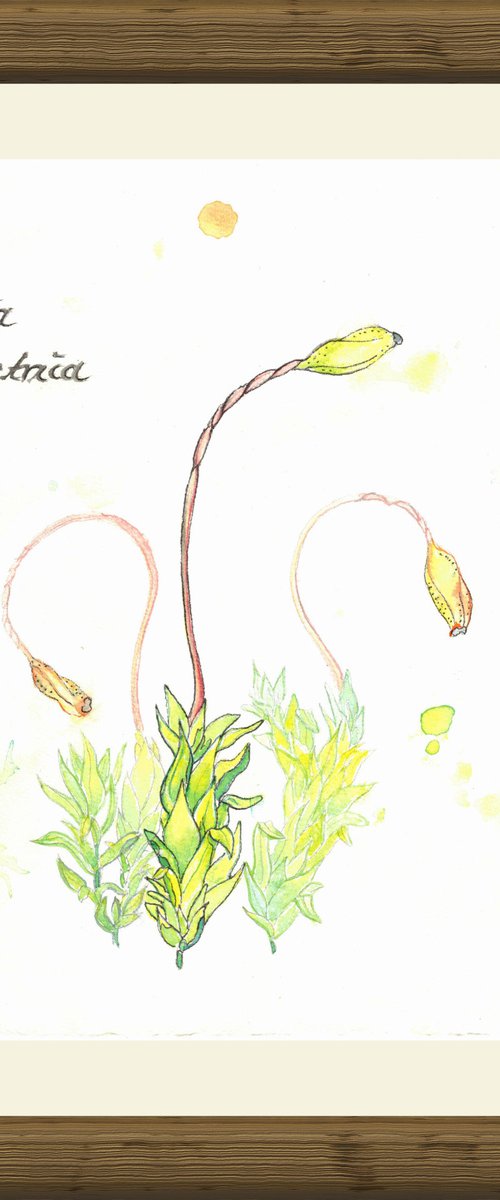 Funaria hygrometrica - Bonfire moss - Plant Study #2 by Laura Stötefeld