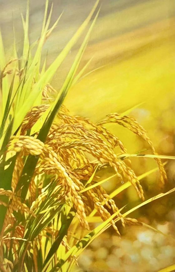 Realism rice oil painting:harvest t207