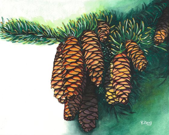 Pine cones