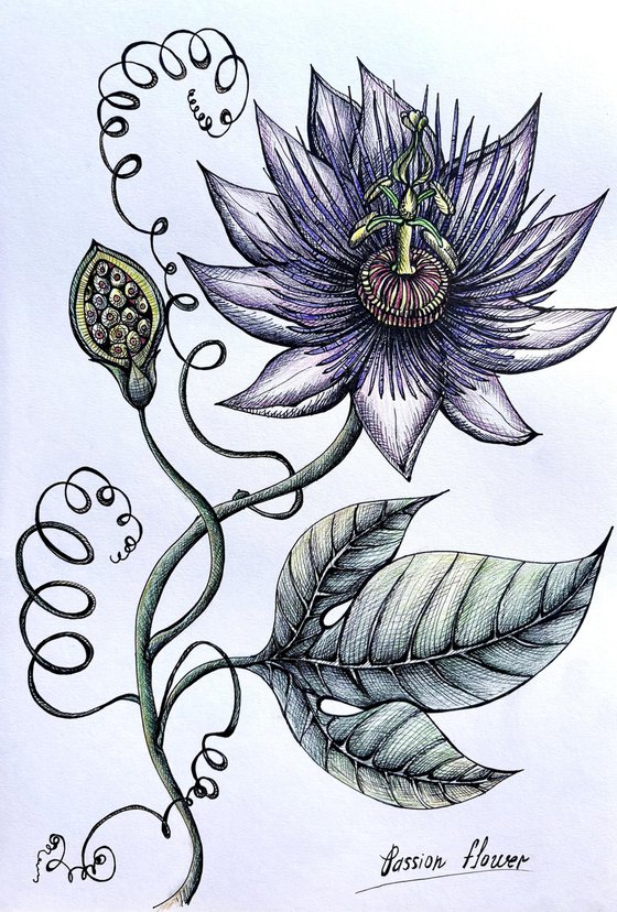 PASSION FRUIT FLOWER