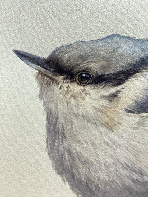 Nuthatch & Blue Tit (Set of 2)