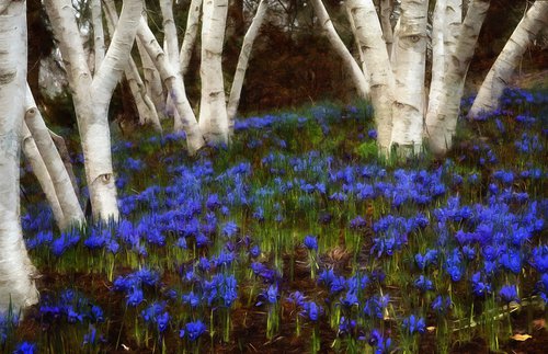 Bluebells 6 by Alistair Wells