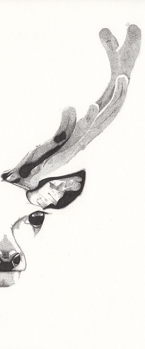 Red Deer - A4 Original Stippling Drawing by Kelsey Emblow