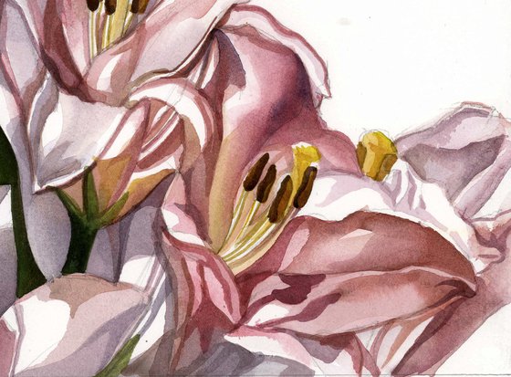pink lilies watercolor floral