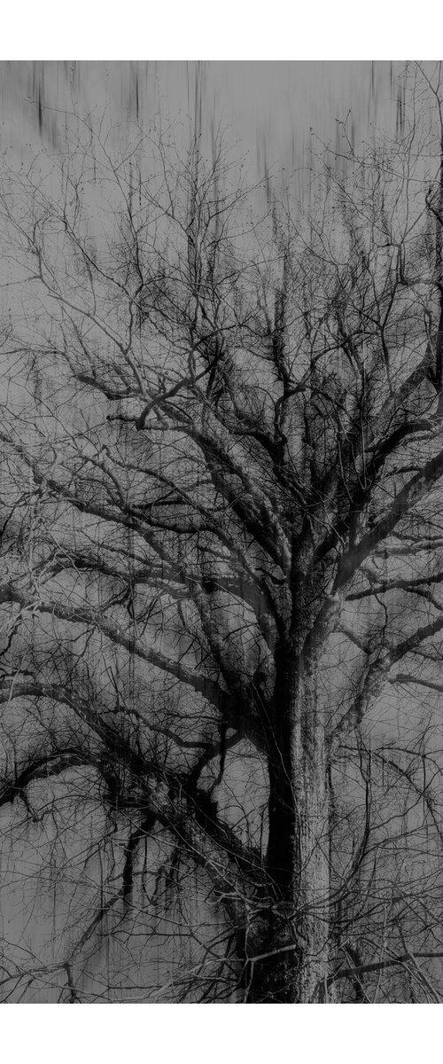 The Wind Blows III by David Baker