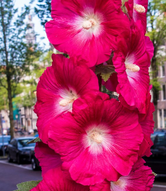 Cycling in Pink Amsterdam 2019 12'X8' 1/20