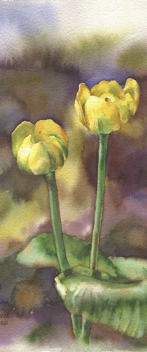 Ukrainian watercolour. Nuphar lutea, yellow jugs by Nina Zakharova