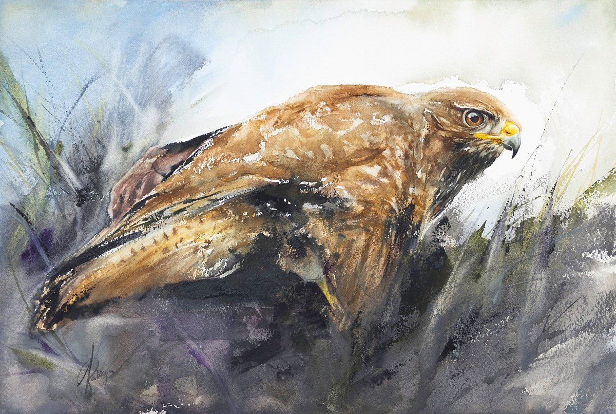 Animal Watercolour By Andrzej Rabiega, 22 X 15, Common Buzzard, Original Artwork