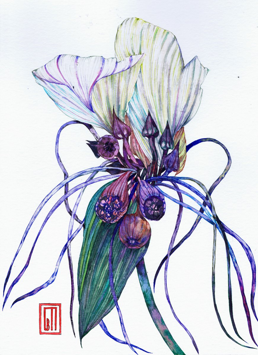 Bat Flower by Sofia Perina-Miller
