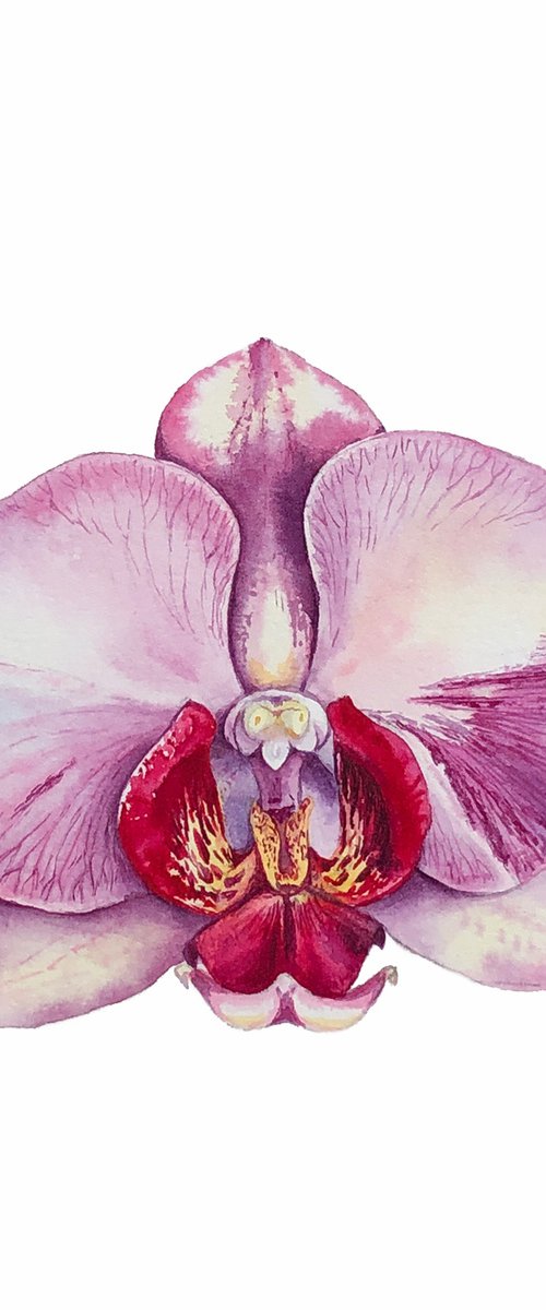 Orchid Phaleonopsis. A series of original watercolour artwork. by Nataliia Kupchyk