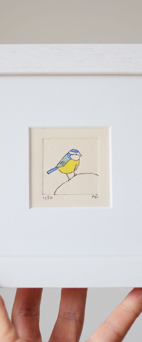 Blue tit by Sally Fisher