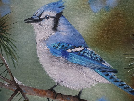 Blue Jay on Pine