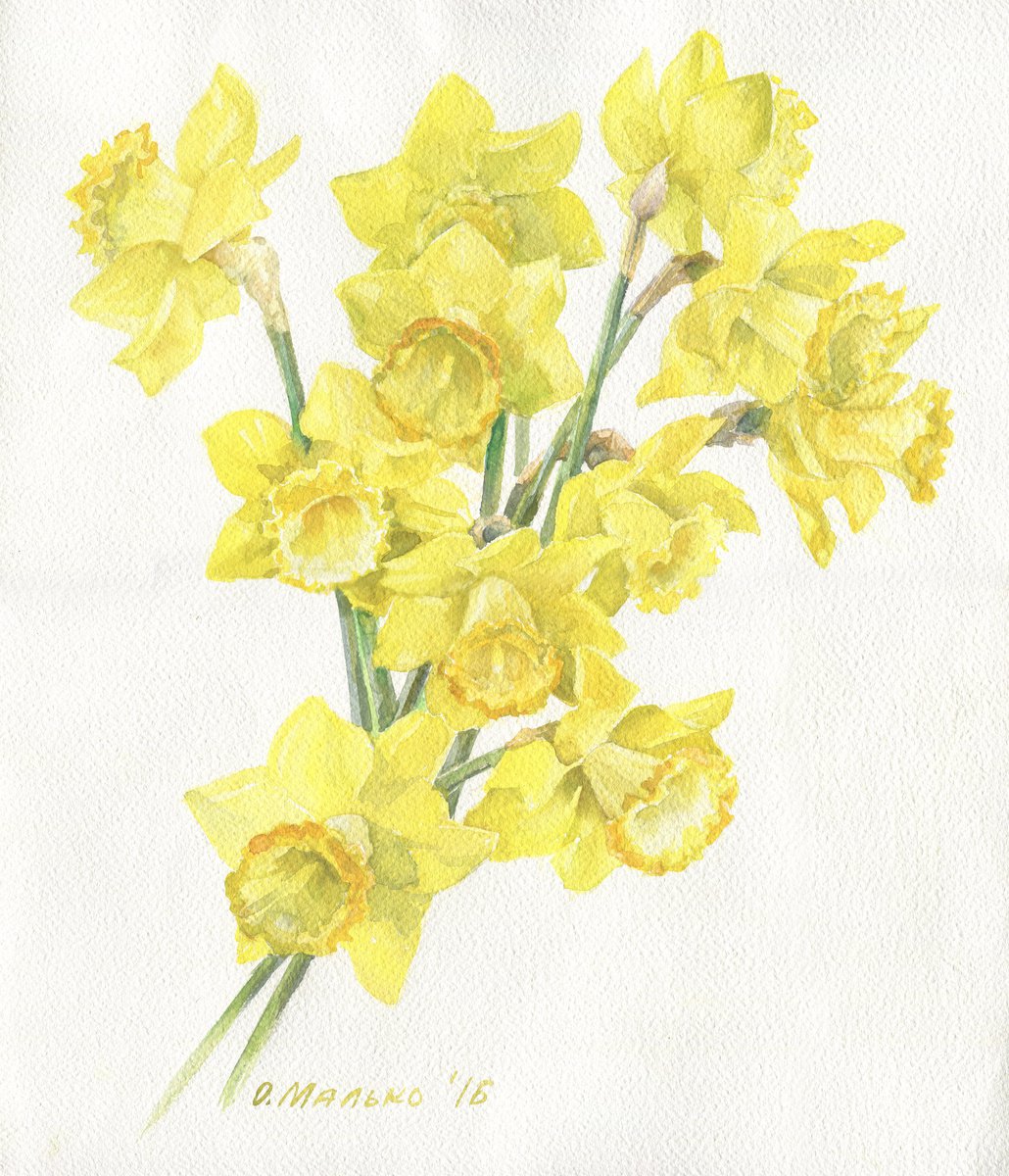 Yellow daffodils on a white background / Spring garden flowers Floral watercolor by Olha Malko