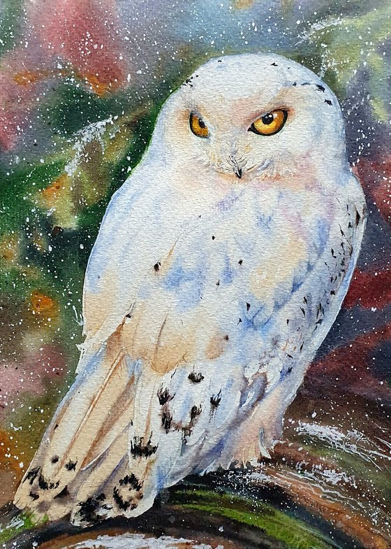 White owl (First snow in the old forest)