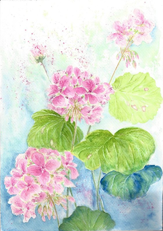 Geraniums