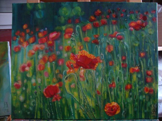 Poppy meadow